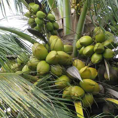 West Coast Tall Coconut