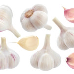 GARLIC BULBS