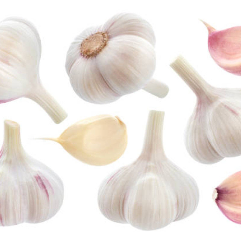 GARLIC BULBS