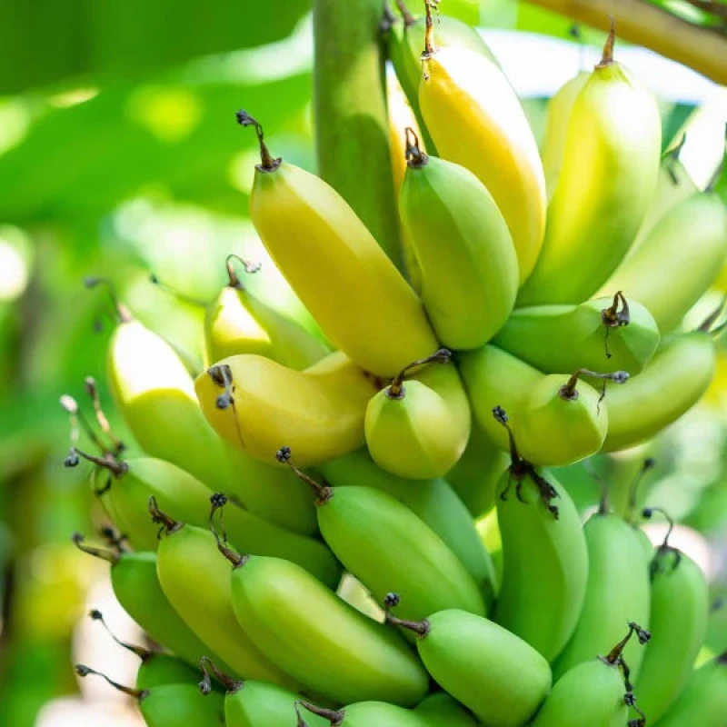 Unveiling the Grand Nain: Exploring the Exquisite World of Cavendish Bananas