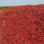 DRY RED CHILLI