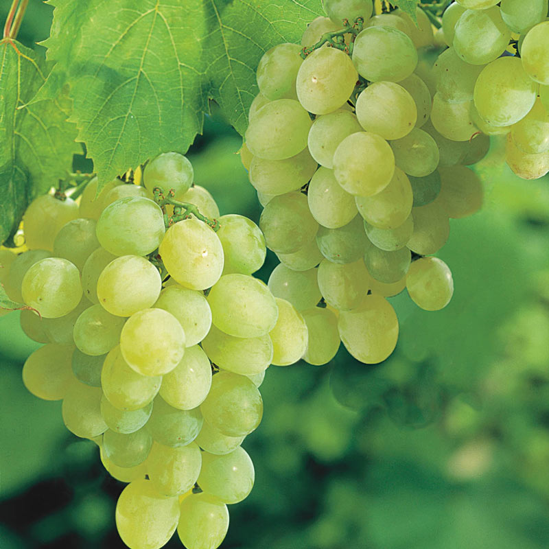 Thompson Seedless Grapes - Juicy Sweetness and Seedless Perfection